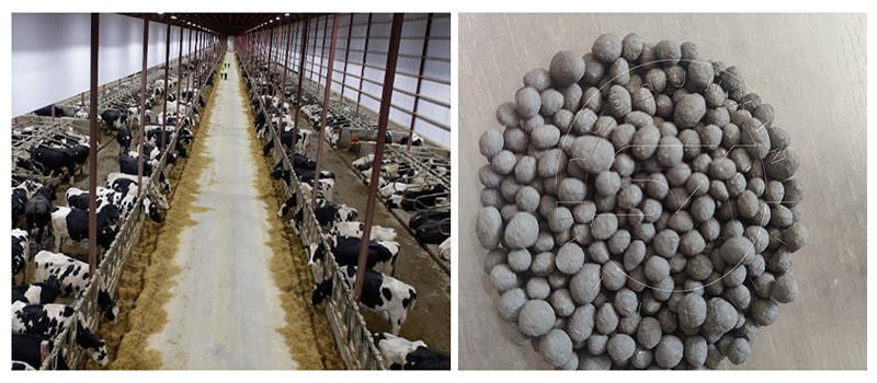 Cow manure fertilizer pellets production